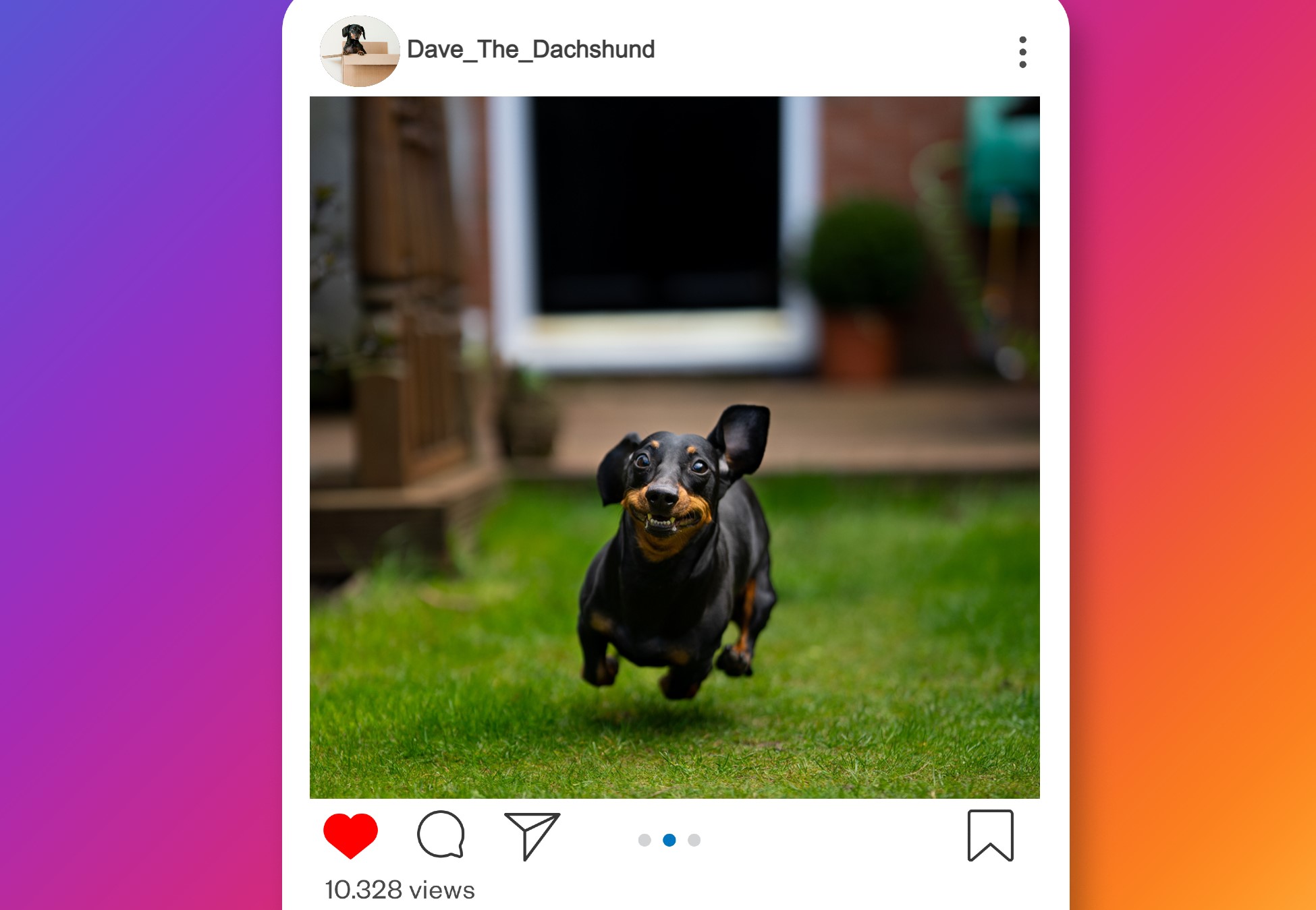 A picture of a dog from an Instagram account.