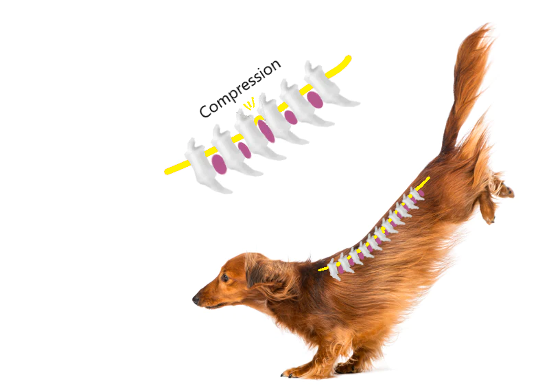 The picture depicts a dachshund dog and how excessive abuse to their backs can cause compression to their joints and bones. 