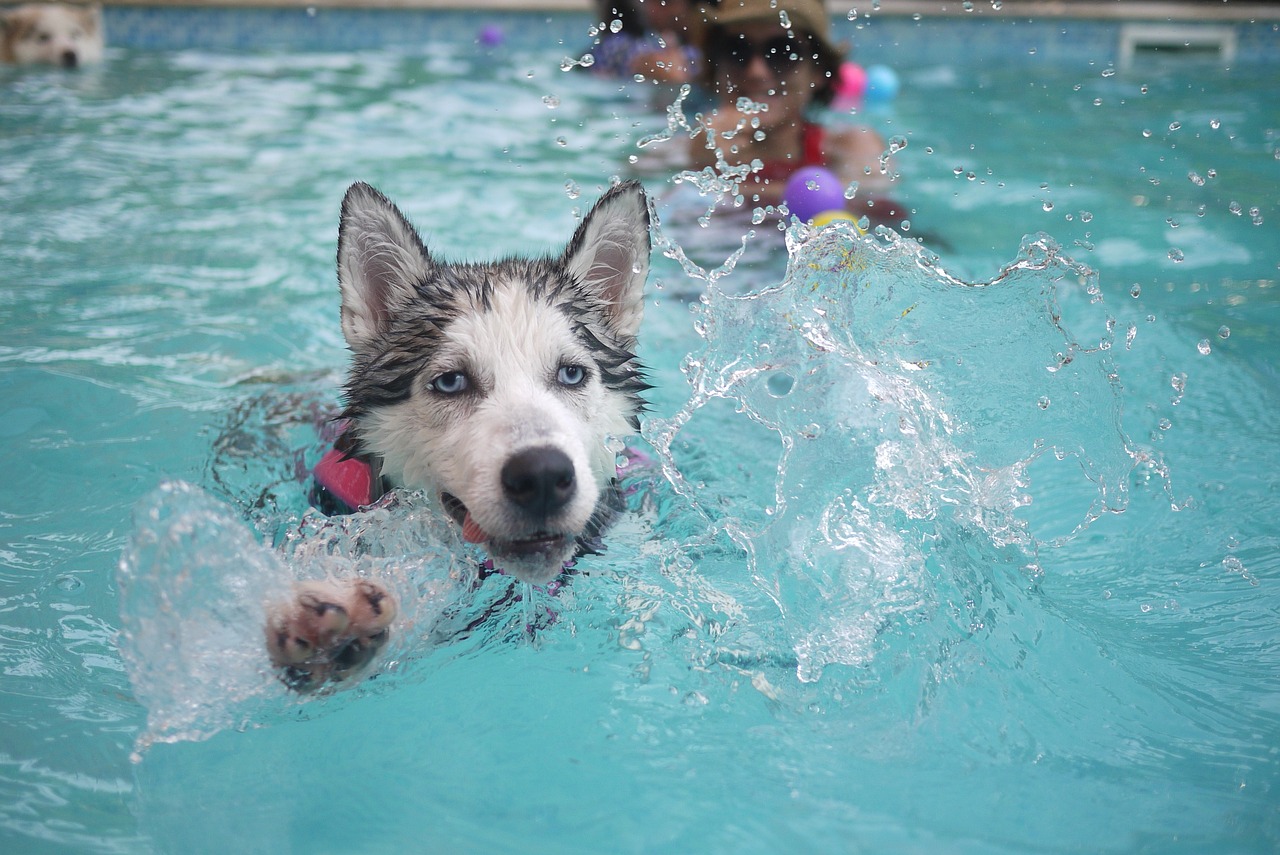 A dog taking part in a hydrotherapy session 