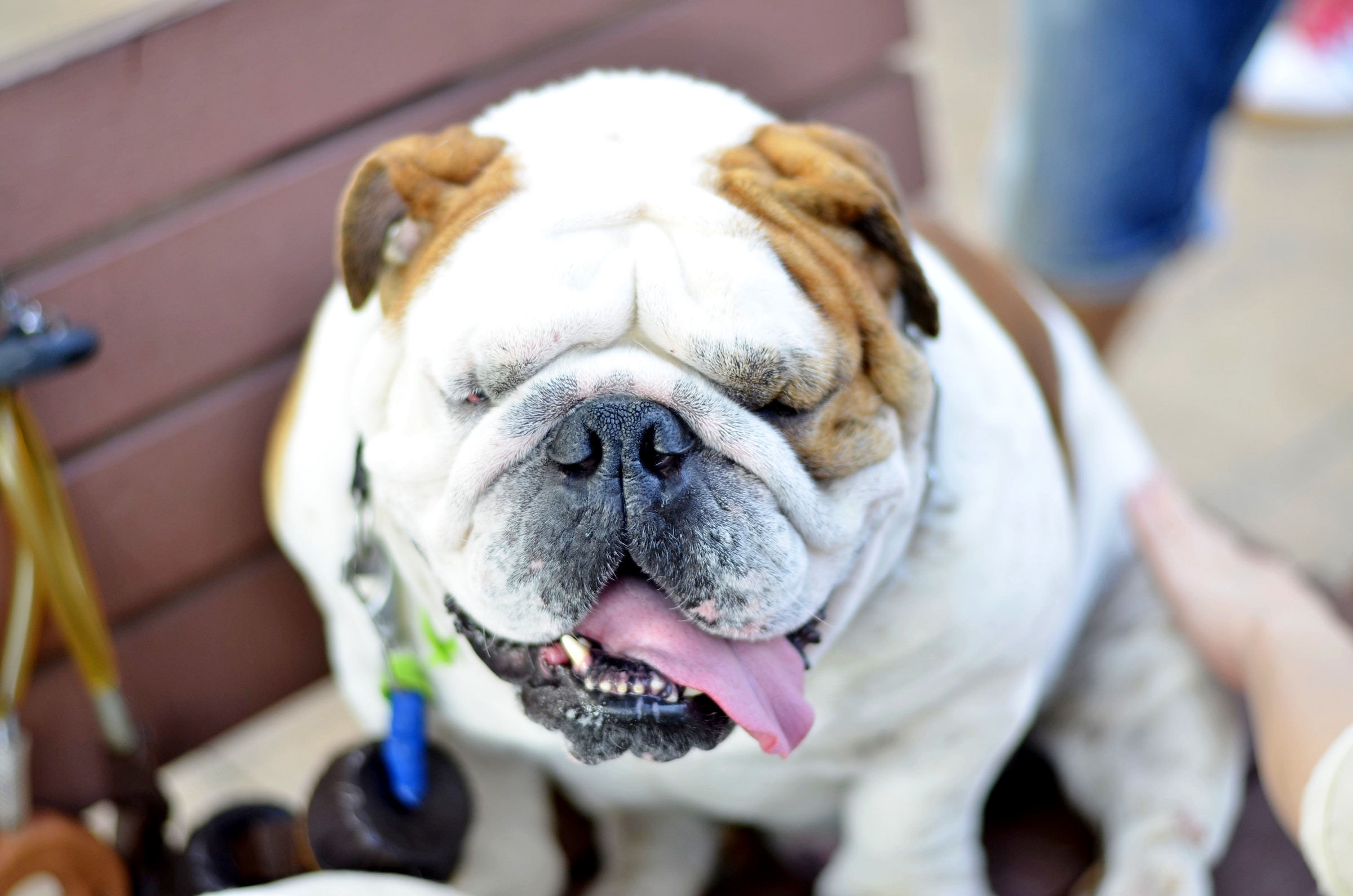 English Bulldog: Which Breed Is Most Compatible? - Everythingdogs