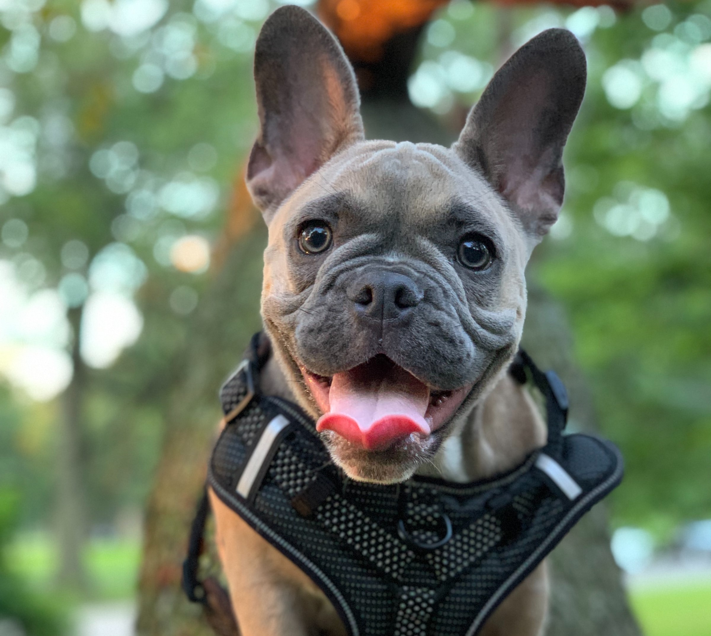 A French Bulldog being photographed climbing a tree