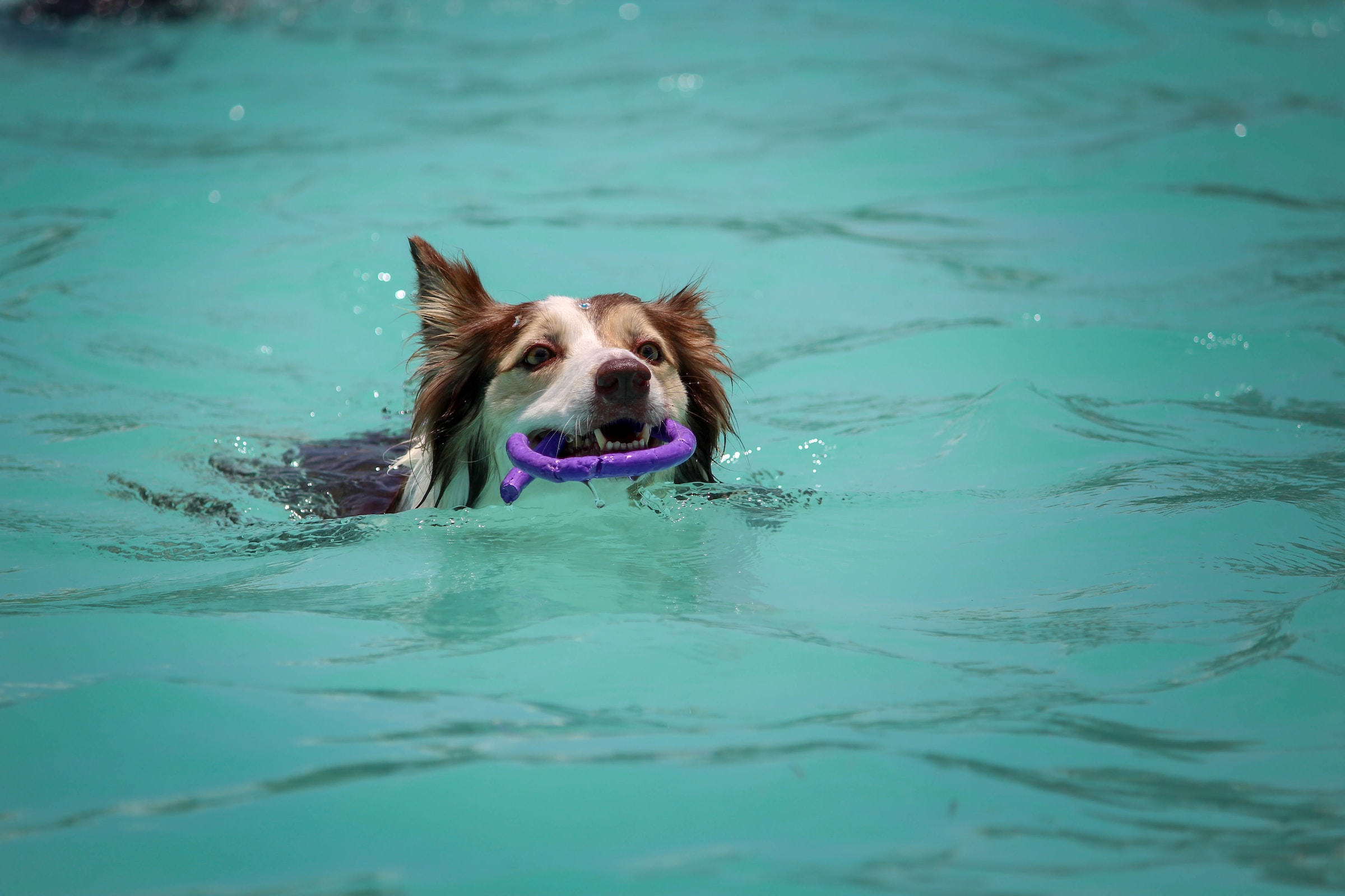 A dog swimming in a pool recieving hydrotherapy water treatment