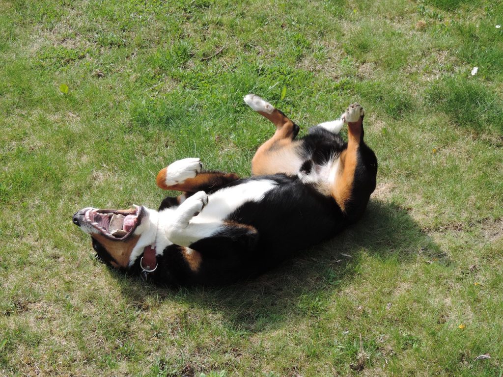 An Appenzell Mountain Dog Rolling Around