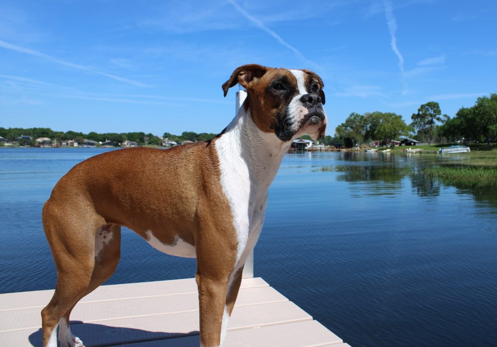 A Boxer looking out on a lake