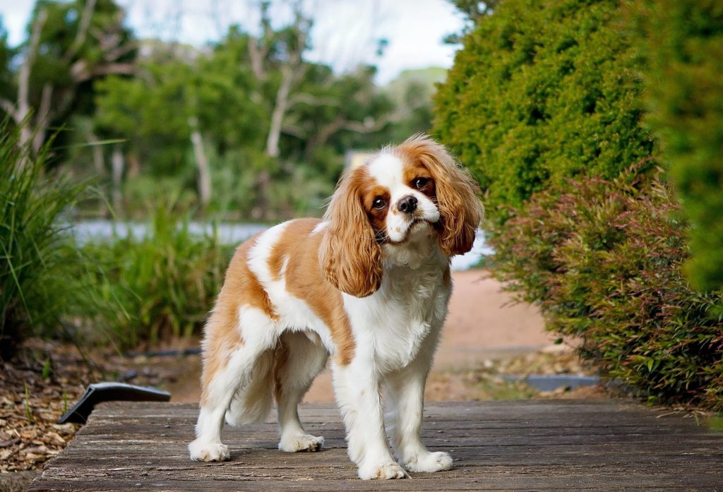 A Cavalier King Charles Spaniel slightly tilting his head at the camera