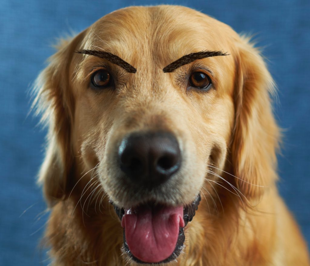 A Lab with large eyebrows