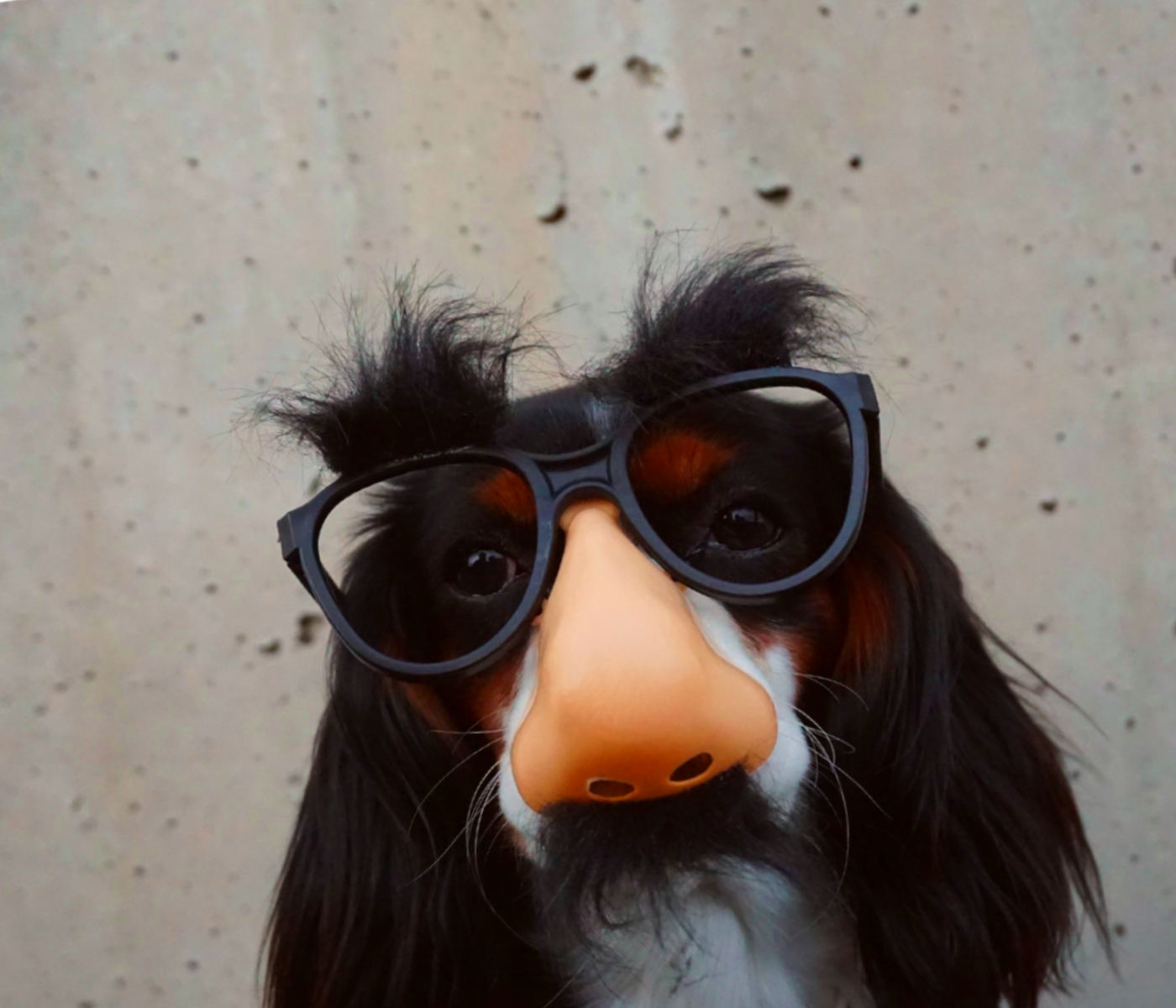 A dog with a funny mask, glasses and eyebrows on