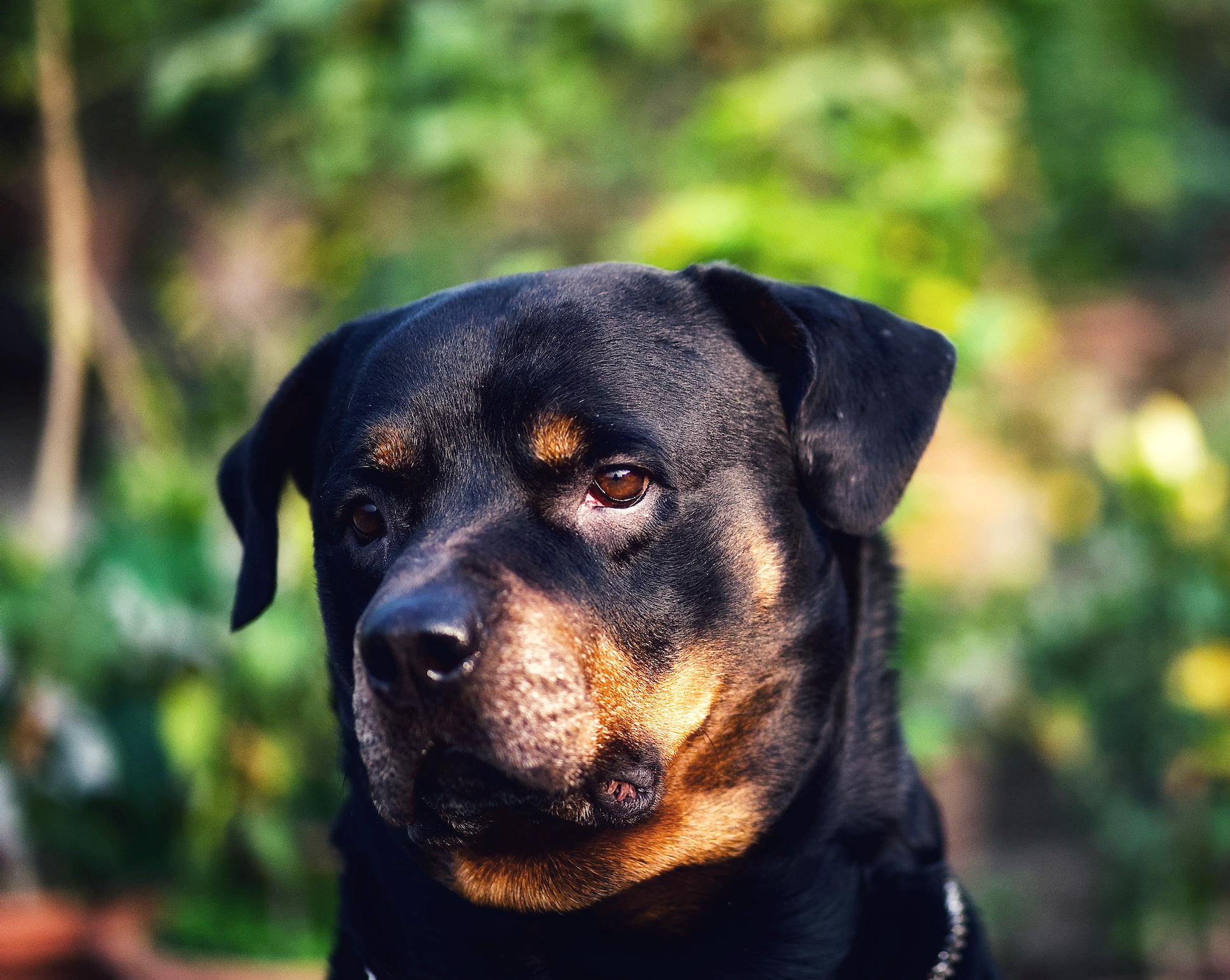 A Rottweiler protection it's owner. The Rottweiler has distinctive eyebrows