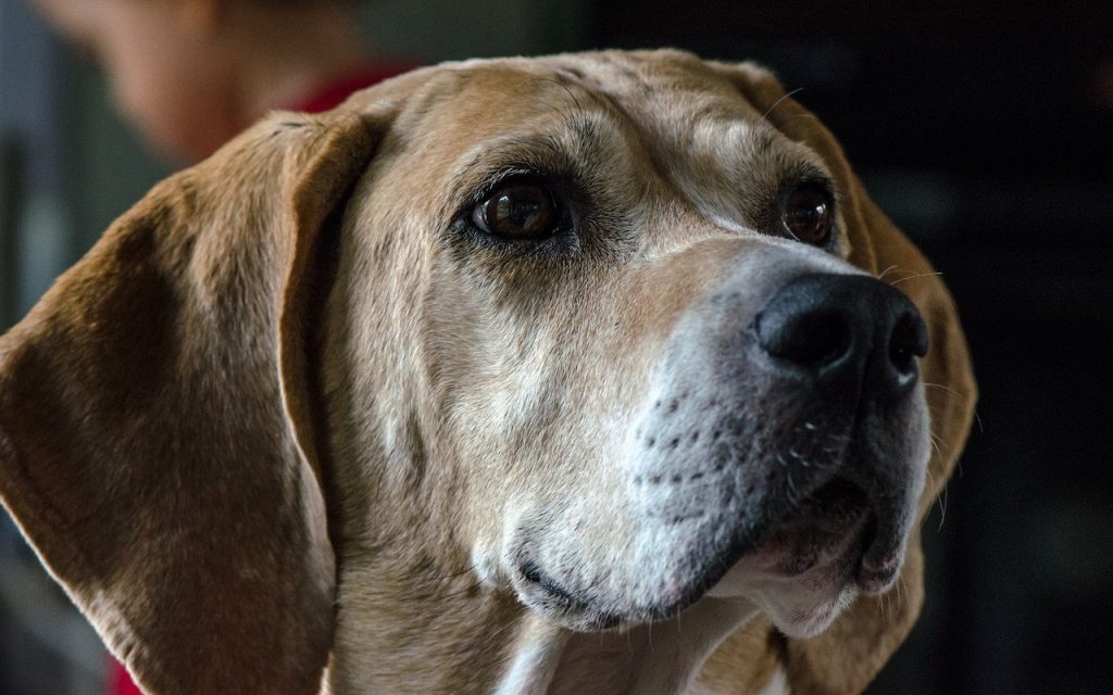 A Foxhound dog looking away from the camera