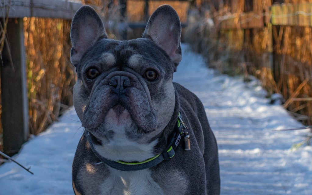 A French Bulldog in the snow on a walk