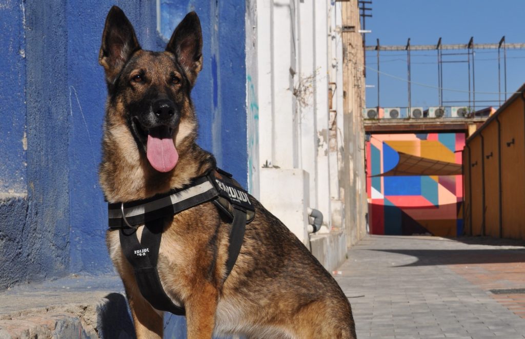 A German Shepherd protection dog scanning the area for threats