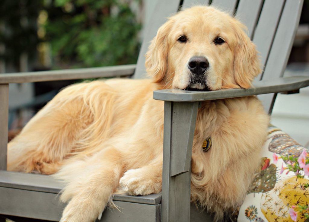 A Golden Retriever sat on a chair in the garden