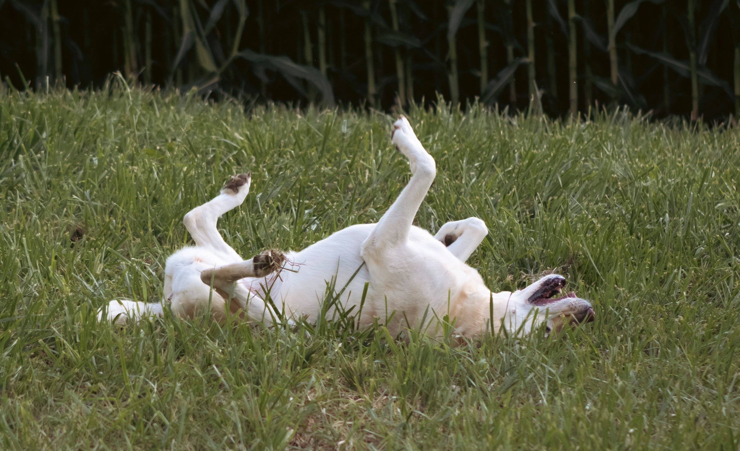 A Labrador rolling around in a field