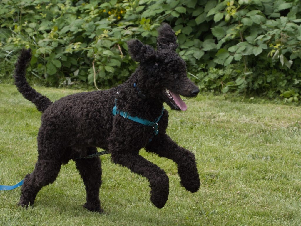 A Poodle running in the garden