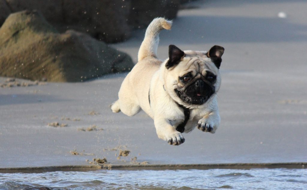 A pug jumping over a spot of water on the beach