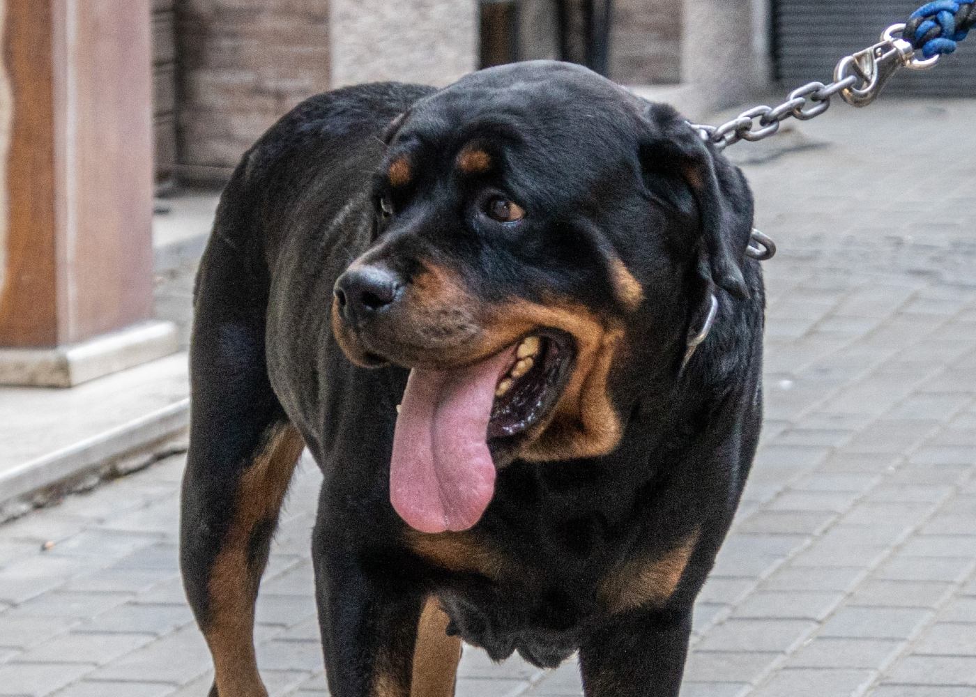 A Rottweiler with furrowed eyebrows looking nervous