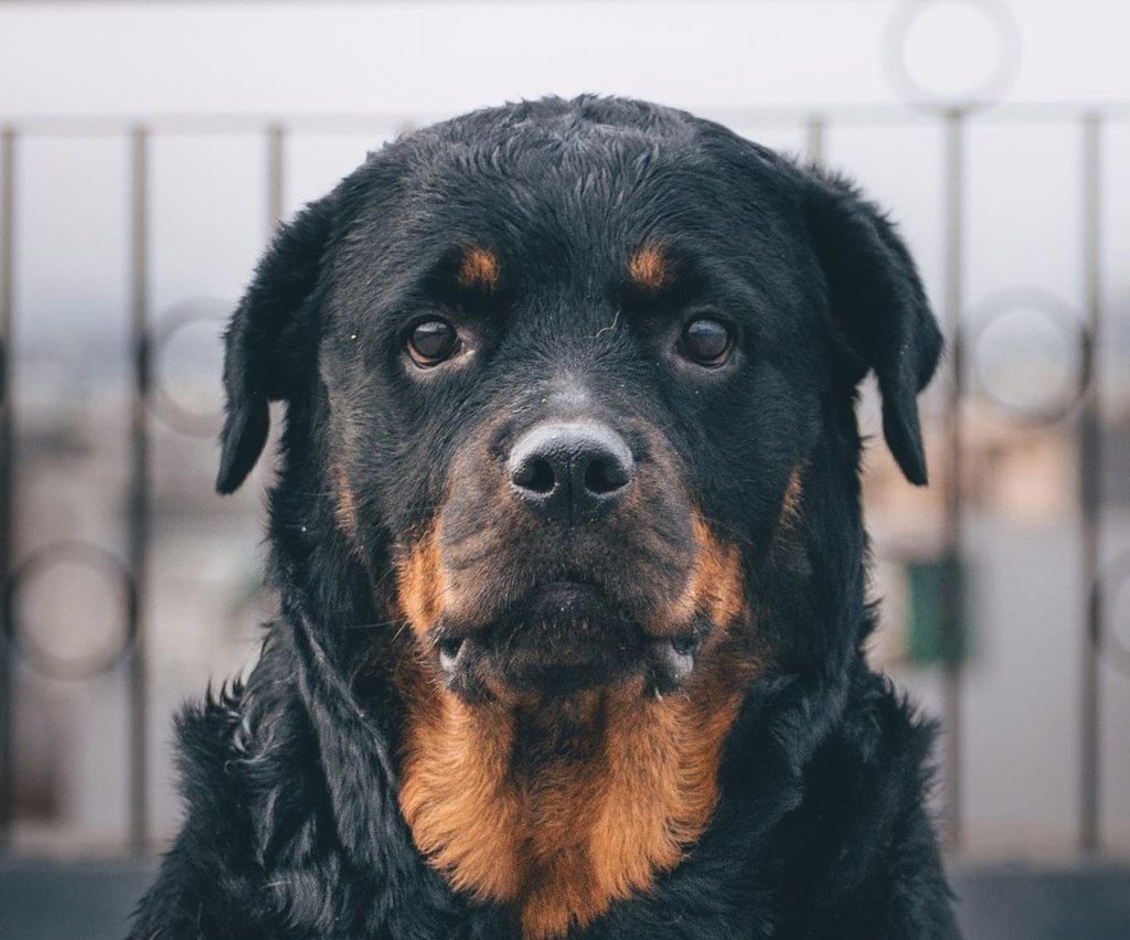 Rottweiler With Long Fur And Distinctive Eyebrows Staring at the camera