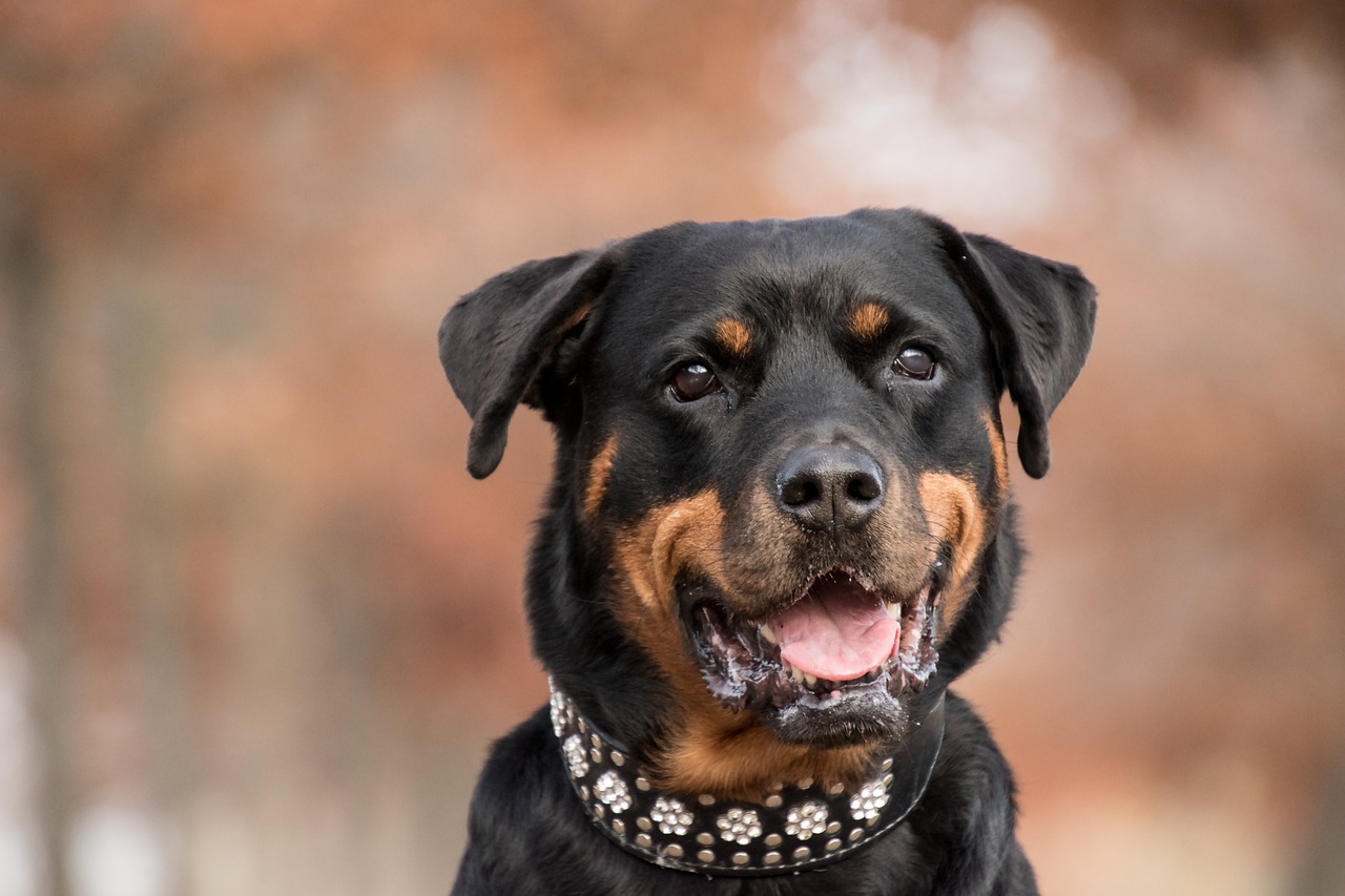 why do rottweilers have eyebrows? 2