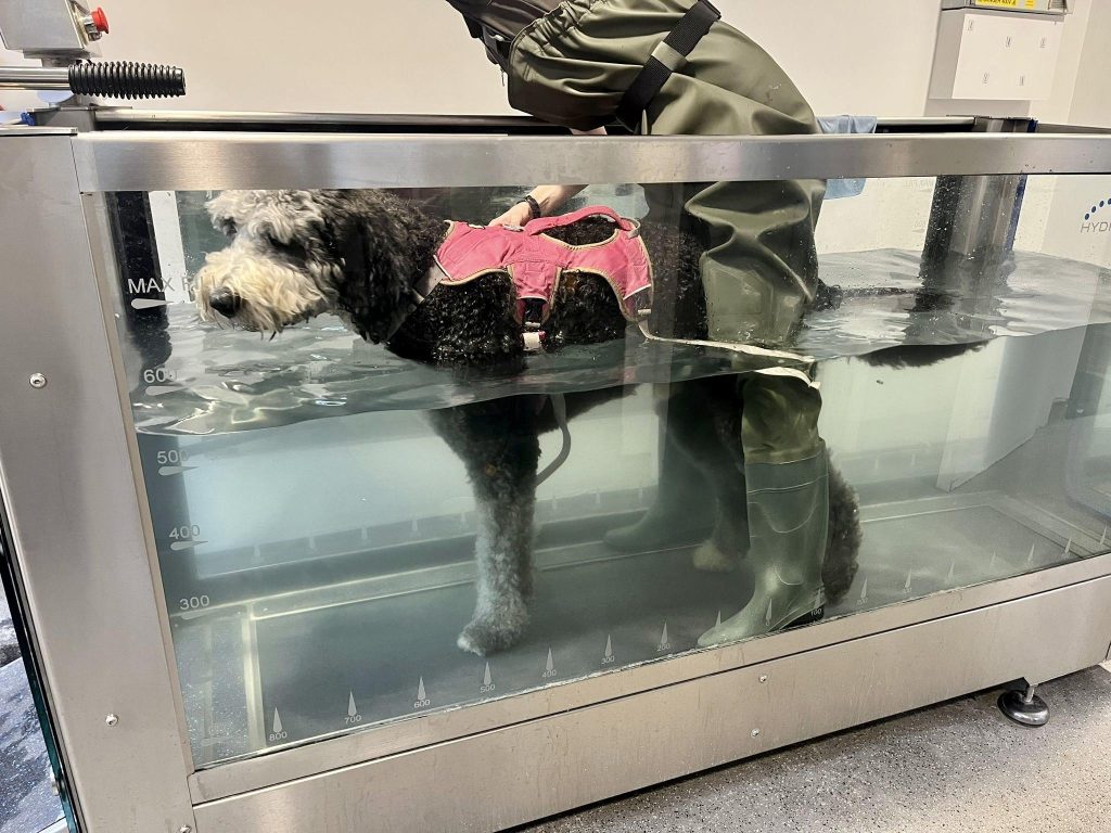 Underwater treadmill at TheraPaws dogs rehabilitation centre.