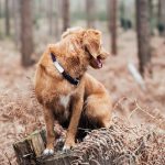 5 Best Dog GPS Trackers With Low Subscription