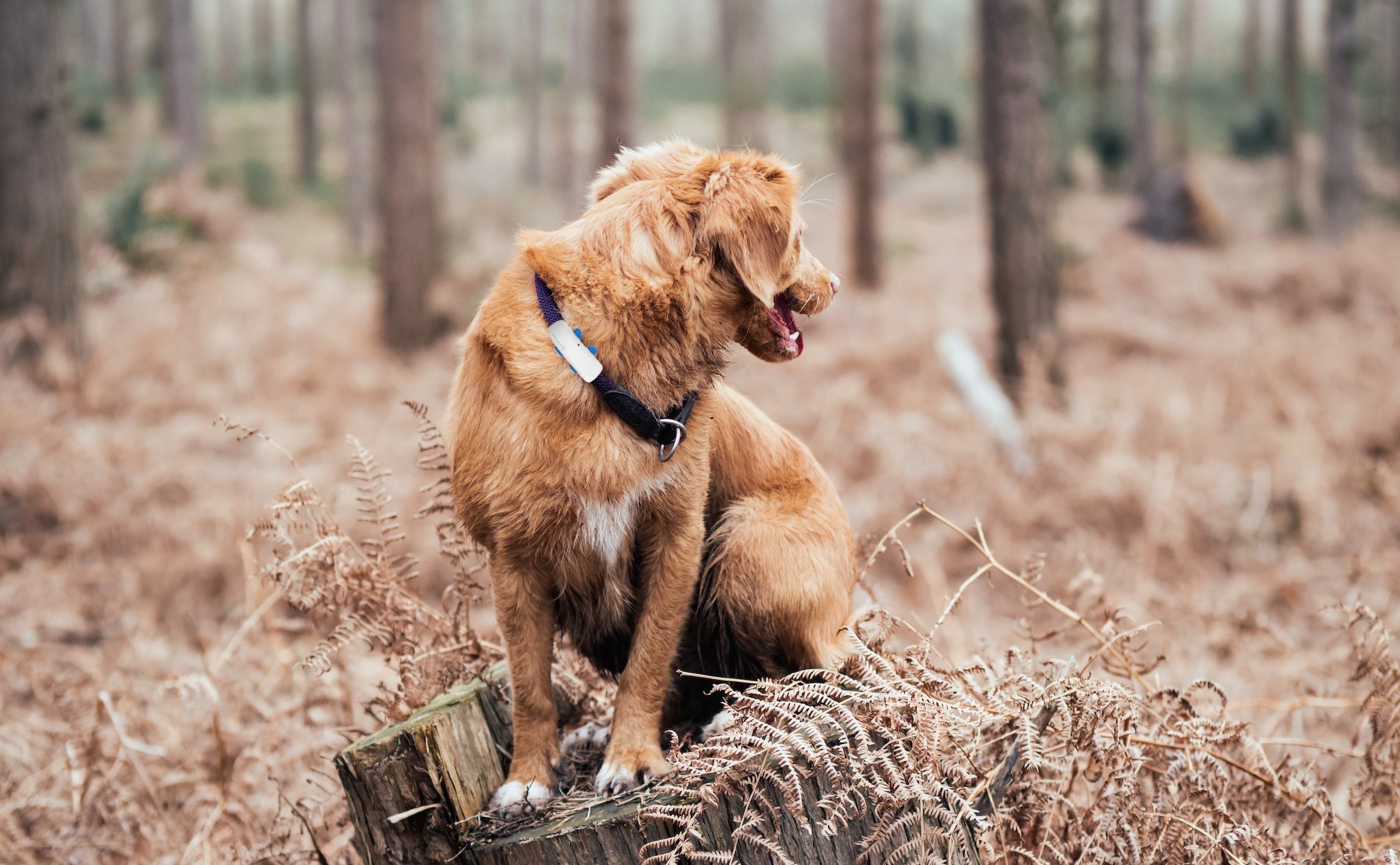4 Best Dog GPS Trackers With Low Subscription Costs - Everythingdogs