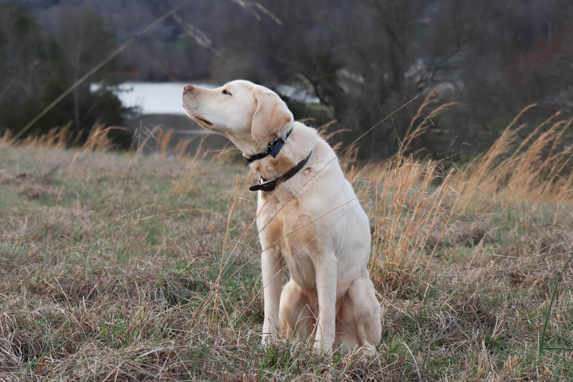 Dog In A Field With An Electric Collar